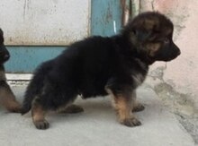 Alman ovçarkası balası