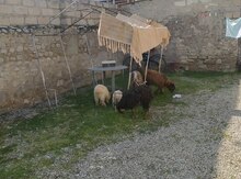Keçilər