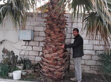 Palma agacları