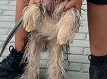 Yorkşir teryer