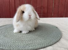 Mini Lop dovşanı