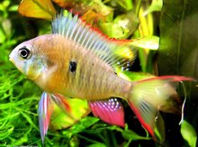Bolivian ramirezi