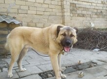 Sivas Kanqalı