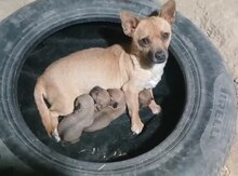 Çixuaxua