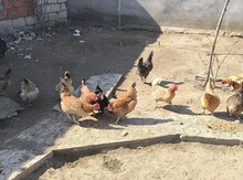 Kənd toyuqları 