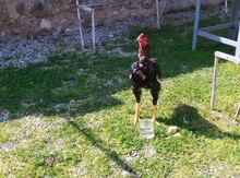 Heyratı 