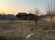 Həyət evi, Ağdaş r. 