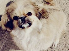 Pekines 