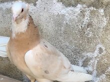 Göyərçin