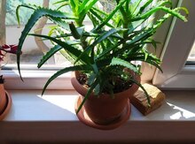 Aloe