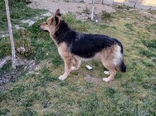 Alman ovçarkası