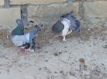Göyərçinlər
