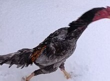 Heyratı xoruzu