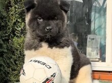 Amerikan Akita-inu balaları