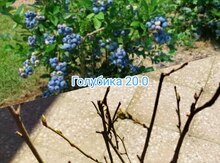 Голубика высокорослая голландская