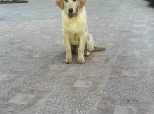 Qızılı Retriver 