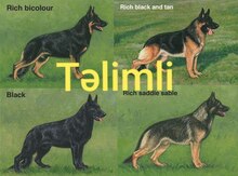 Alman ovçarkası balası 