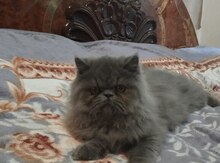 Pers pişiyi