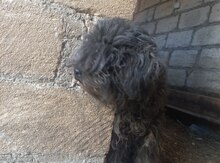 Pudel