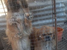 Pekines