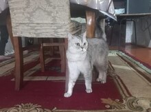 Şotland pişiyi