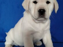 Labrador balaları