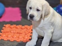Labrador