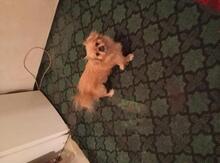 Pekines