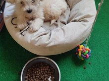 Maltipoo