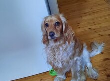 Qızılı koker spaniel