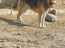 Alman ovçarkası