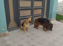 Alman ovçarkası