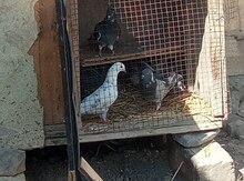 Göyərçinlər