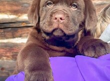 Labrador balaları