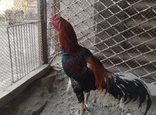 Hinduşka 