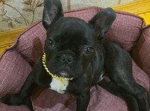 Fransız buldoqu