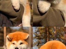 Akita-inu