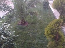Qazon satışı
