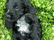 Koker spaniel