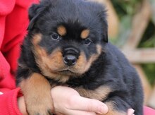 Rotveyler balası