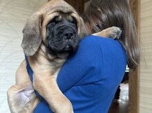 Английский мастиф