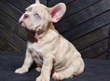 Fransız Buldog