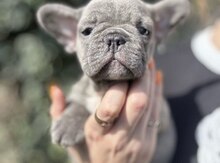 Fransız Buldog