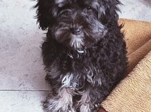Pudel 