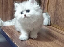 Длинношерстные Шиншиллы