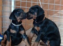 Doberman balaları