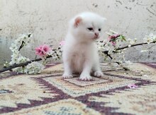 Şotland pişiyi balaları