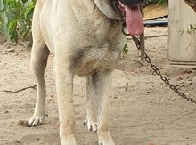 Kanqal