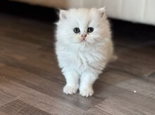 Длинношерстные Шиншиллы