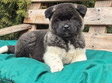 Amerikan Akita-inu balaları